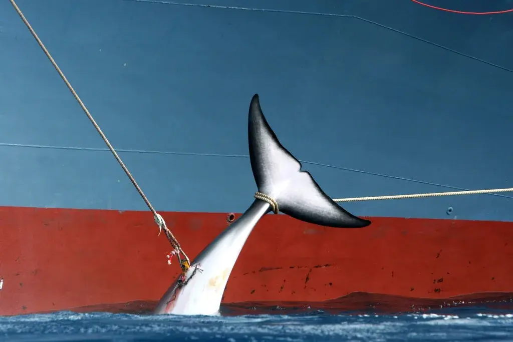 WIRED: The Japanese Barely Eat Whale. So Why Do They Keep Whaling?